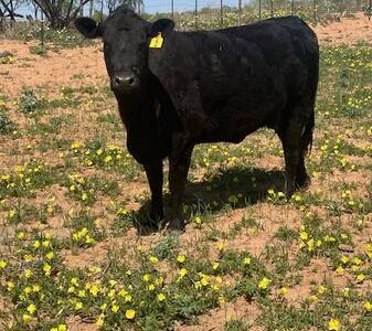 Angus Cattle, Heifer, Bull, Cows, Pair