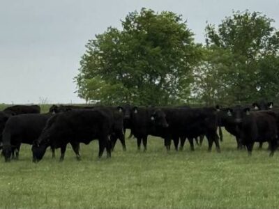 Black Angus Cattle