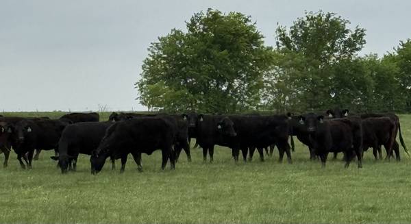 Black Angus Cattle