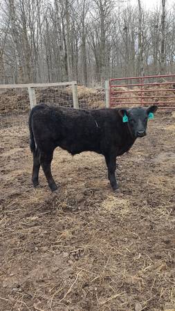 Black Angus Steer