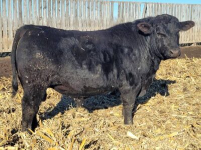 Black Angus Bulls