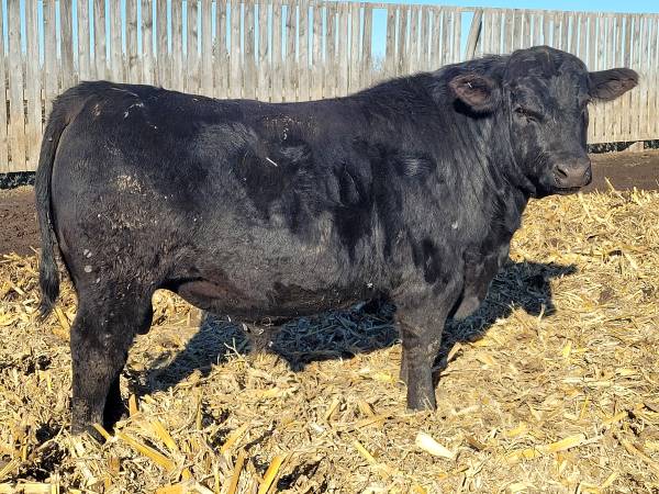 Black Angus Bulls