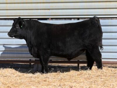 Purebred Black Angus Bulls