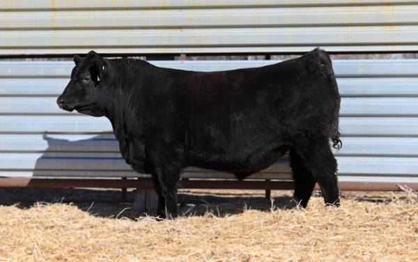 Purebred Black Angus Bulls