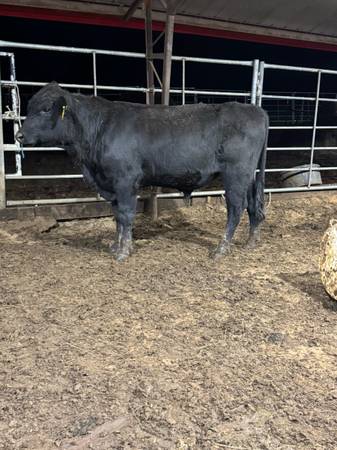 Commercial Black Angus Bull
