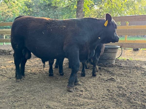 Seedstock Registered Angus Bulls and Cows