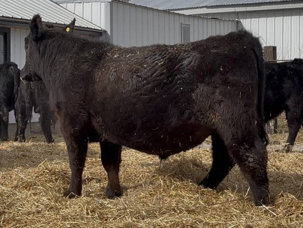 Grass-Fed Registered Angus Bulls
