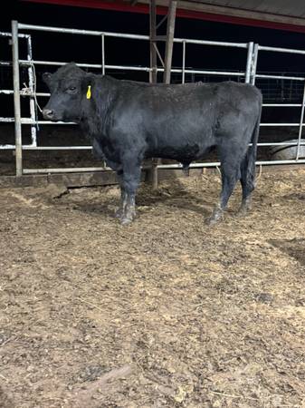 Commercial Black Angus Bull