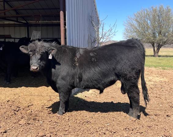 Registered Black Angus Bulls