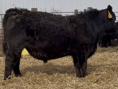 Grass-Fed Registered Angus Bulls
