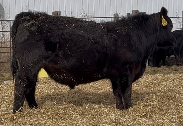 Grass-Fed Registered Angus Bulls