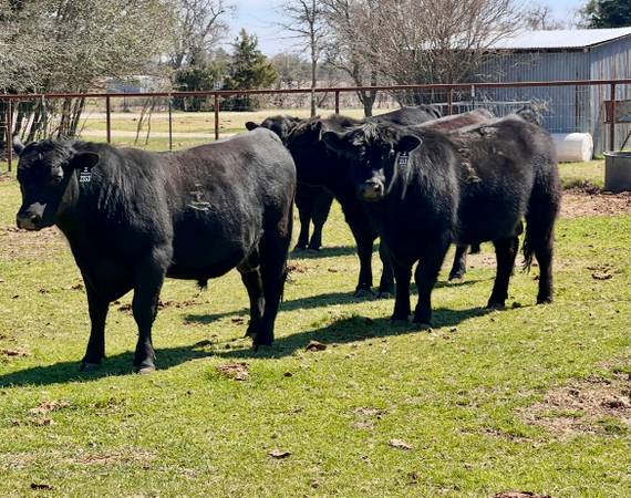 Registered Black Angus Bulls
