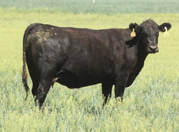 3-4-5 Yr. Old Bred Angus Cows