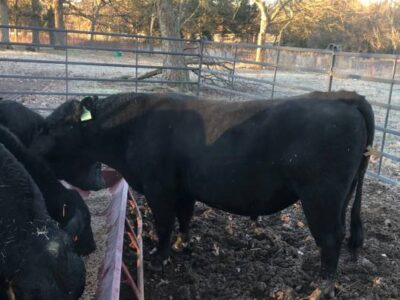 Registered Black Angus Bull For Sale