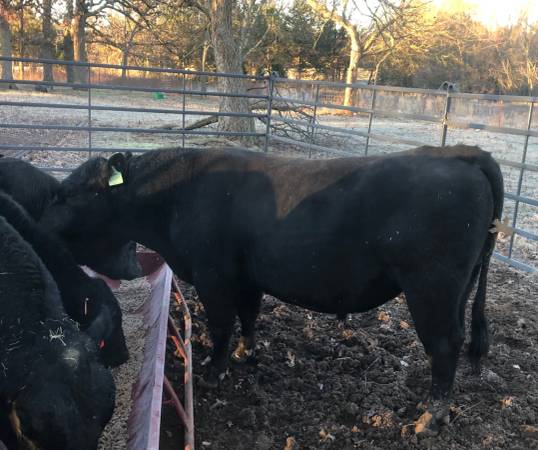 Registered Black Angus Bull For Sale