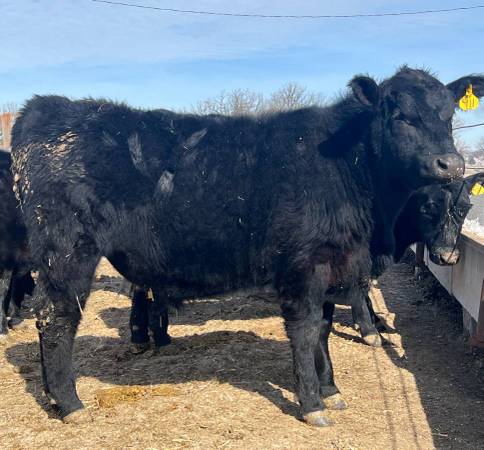 Registered Black Angus Bulls