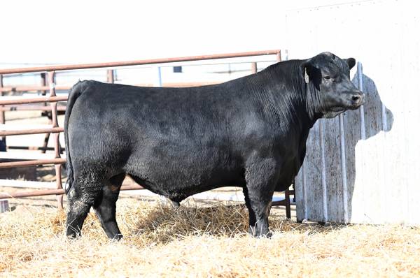 Registered Angus Bull For Sale