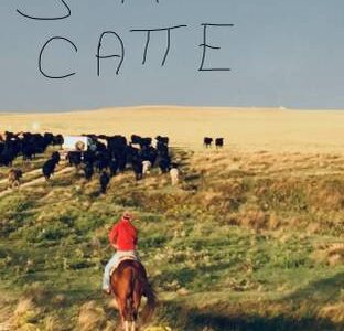 Young Bred Cows & Pairs