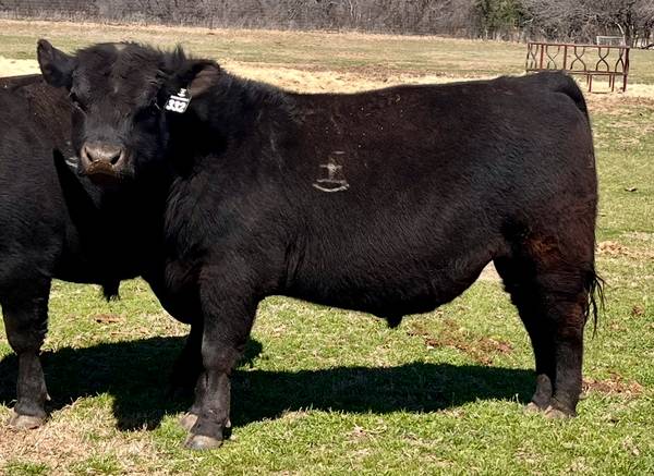 Registered Black Angus Bulls