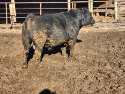 Black Angus Bulls - OCC INFLUENCED