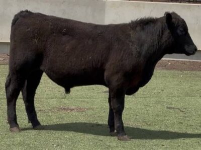 Angus Bull Sale or Lease