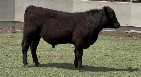 Angus Bull Sale or Lease