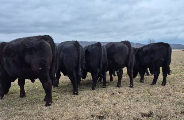 Black Angus Bulls