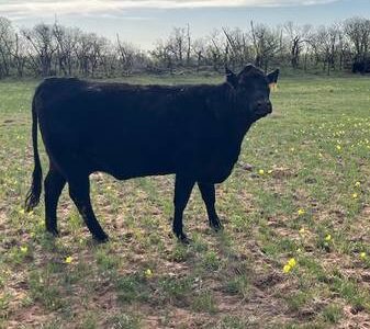 Angus Cattle, Heifer, Bull, Cows, Pair