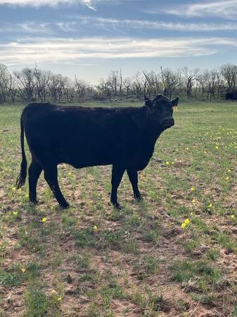 Angus Cattle, Heifer, Bull, Cows, Pair