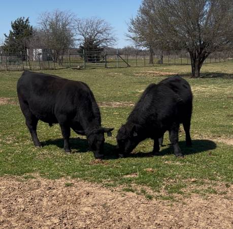 Registered Black Angus Bulls