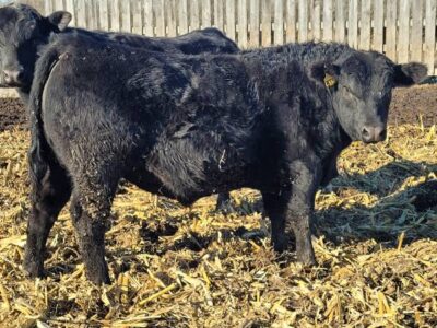 Black Angus Bulls