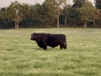Fullblood Angus Bull