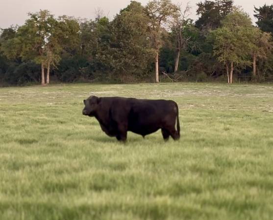 Fullblood Angus Bull
