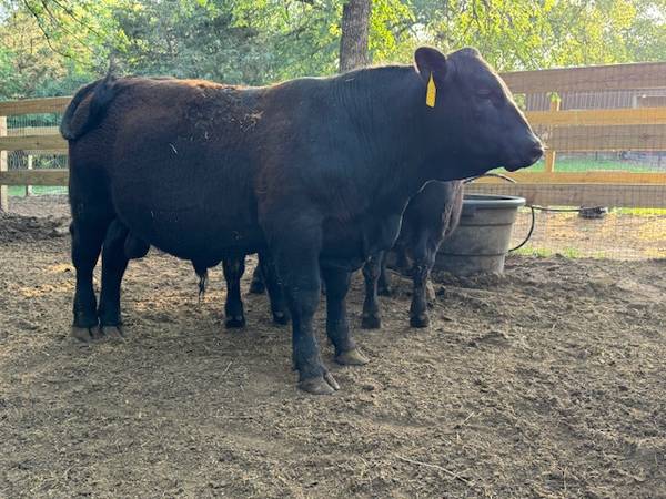 Registered Black Angus Bulls & Bred Cows