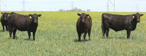 3-4-5 Yr. Old Bred Angus Cows