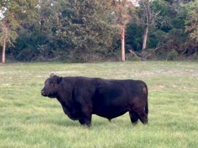 Fullblood Angus Bull