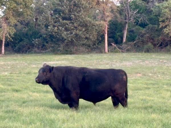 Fullblood Angus Bull