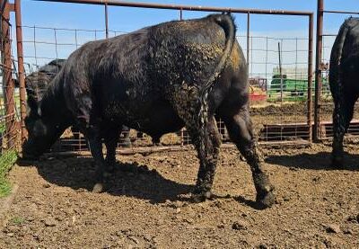 Registered Black Angus Bulls