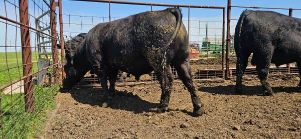 Registered Black Angus Bulls