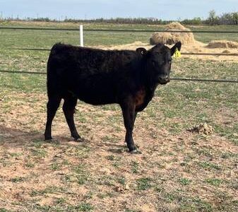 Angus Cattle, Heifer, Bull, Cows, Pair