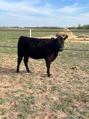Angus Cattle, Heifer, Bull, Cows, Pair
