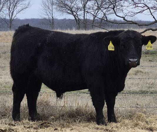 Black Angus Bulls