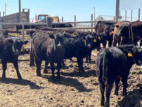 Black Angus Steers & Heifers