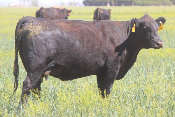 3-4-5 Yr. Old Bred Angus Cows