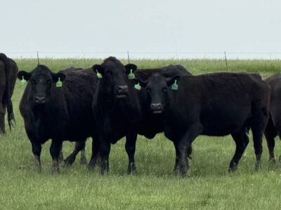 Black Angus Cattle
