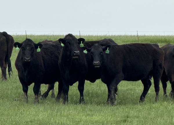 Black Angus Cattle