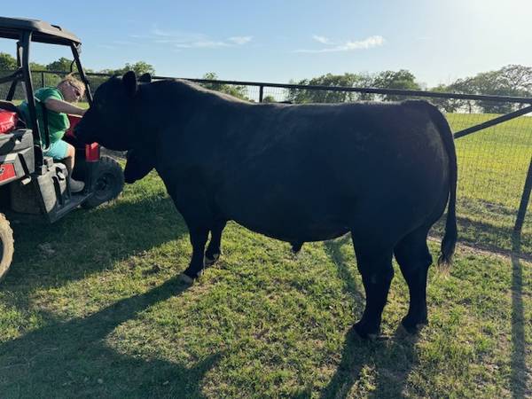 Seedstock Registered Angus Bulls and Cows