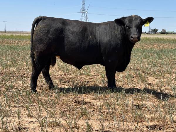Registered Angus Bulls