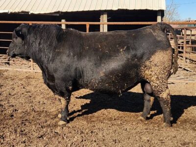 Black Angus Bulls - OCC INFLUENCED