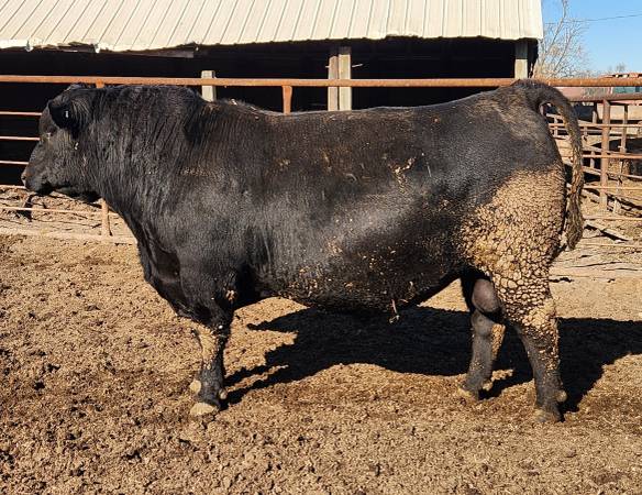 Black Angus Bulls - OCC INFLUENCED